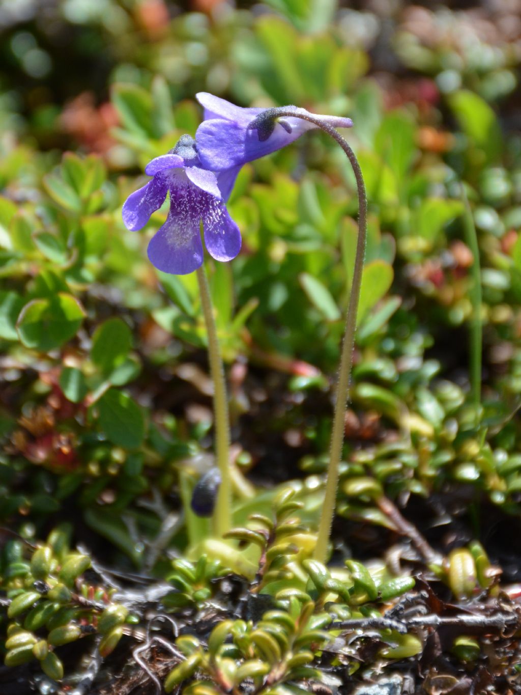 Pinguicula vulgaris / Erba unta comune